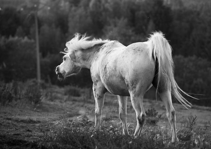 wit paard c jenne Bleijenburg